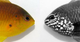 Damselfish (left) can distinguish between other fish by looking at the ultraviolet patterns on their faces (right)