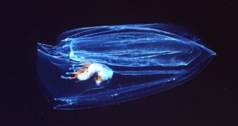Phytoplankton microorganisms, fed artificially with iron particles, could in theory soak up more CO2 from the atmosphere