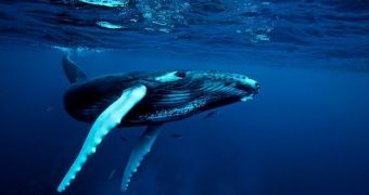 Researchers say some humpback whales spend their winter in the Antarctica
