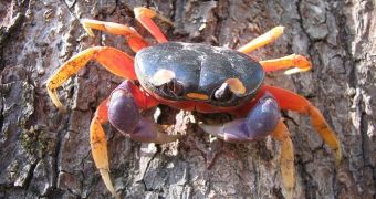 Invertebrates such as crabs may be capable of experiencing pain