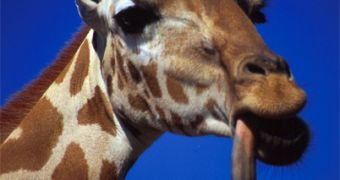 Yes, a giraffe tongue can be 54 cm long!