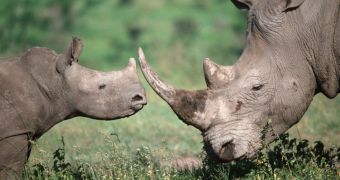 South Africa wants to sell the rhino horns it has seized from poachers and illegal traders over the years