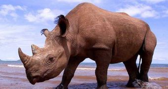 South Africa Loses an Average of 2 Rhinos per Day
