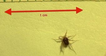 Mite found to be the world's fastest animal