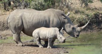 The US Fish and Wildlife Service agrees to list southern white rhinos as a threatened species