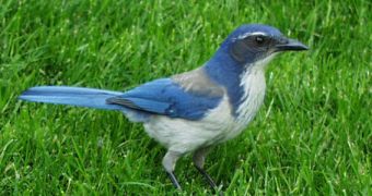 Scrub jays on Merritt Island in Florida could be significantly harmed by the construction of a launch pad in the natural reserve