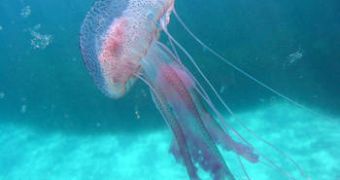 Stinging jellyfish are taking over Spain's beaches