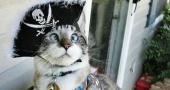 Spangles, the Cross-Eyed Kitty, Wishes You a Happy Talk Like A Pirate Day