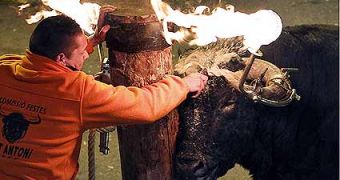 Online petition asks that people help save one bull from being burnt alive