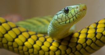 A poisonous snake terrorizes Spanish apartment block