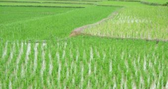 Rice production is Asia might be affected by climate change