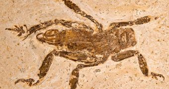 This is the fossil that showed a group of insects did not change as all over the past 100 million years
