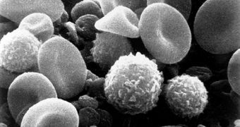 Scanning-electron-microscope image from normal-circulating human blood