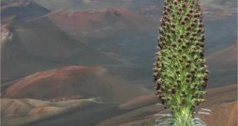Spectacular Hawaiian plant now threatened by climate change