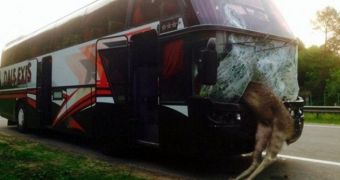 Supposed devil moose collides with bus travelling to Kiev