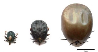 Amblyomma hebraeum: females in the three stages