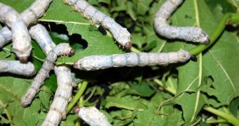 Silkworms' silk will soon be augmented through the addition of spider silk proteins