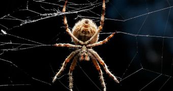 Spiders Can Hear with Their Hair