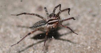 Researchers say spiders have distinct personalities that are not influenced by either size or age
