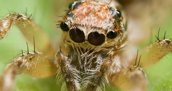 Spiders Offer Secret for Developing Ultra-Sensitive Wearables