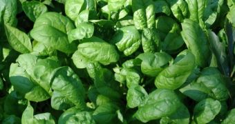 Spinach May Soon Be Used in the Manufacturing of Solar Panels