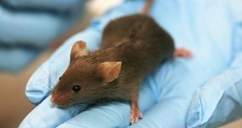 Laboratory mice walk again after being fitted with implantable devices