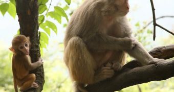 Rhesus monkeys' spinal cord is more similar to humans' than that of mice.