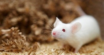 Drug used to trigger spontaneous tissue regeneration in mice