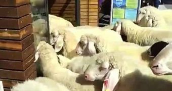 80 sheep stormed an Intersport sports shop, In Austria