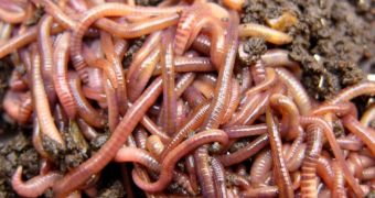 Airport in North Carolina uses worms to turn its organic waste into fertilizer