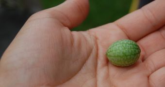 Cucamelons are the cutest fruits to ever grow on the face of the earth