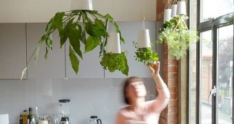 Innovative pots allow people to grow plants on the ceiling