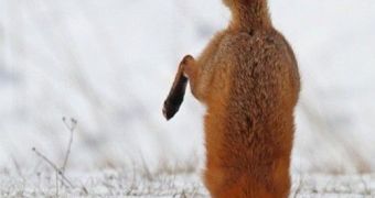 Spotlight: Foxes Are Outrageously Gifted Snow Divers – Video