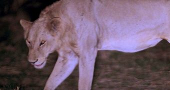 Lion makes an amazing recovery after almost being killed by a snare caught around its neck (click to see the lion's injuries; viewer discretion is recommended)