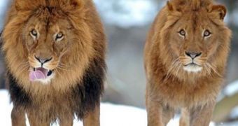 Lionesses can sometimes grow manes