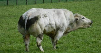 The Belgian Blue has twice the muscle mass regular cattle do