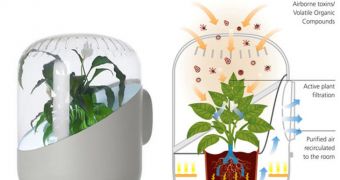 The Andrea air purifier uses a living plant to clean up the air