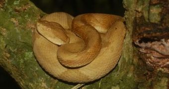 The Golden Lancehead Viper only lives on a small island off the coast of Brazil