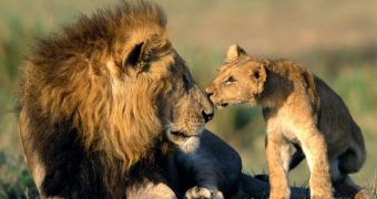 Spotlight: Video Shows Various Lions Attacking Humans