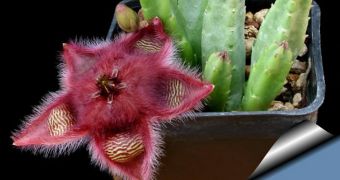 Spotlight: Weird Flower Is So Hairy One Can Even Brush It