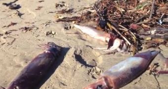 Squid wash ashore by the hundreds, puzzle researchers