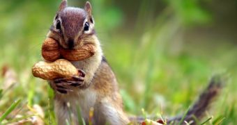 January 21 marks Squirrel Appreciation Day