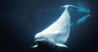 Famous beluga dies after spending 46 years in captivity