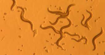Starvation found to double the lifespan of nematode worms C. elegans