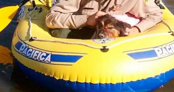 Firefighter uses inflatable boat to rescue dog stranded on an island