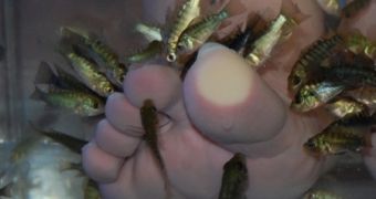 State Senator Asks for Ban on Fish Pedicures in NY
