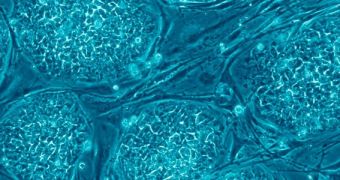 A pair of studies proposing a new way of obtaining stem cells have been discredited by a RIKEN panel
