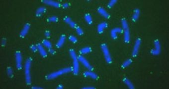 Reprogramming skin cells from patients with a premature aging disease appears to lengthen telomeres (green)
