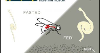 After feeding, fruit fly intestines release insulin to kick stem cells (triangular cells) into overdrive to produce more intestinal cells (oblong cells) and more adult stem cells