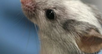Stem cells help blind mice see again